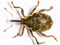 Parethelcus pollinarius